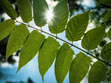 Leaves of a tree  with a blue sky in the background on a sunny day. 
