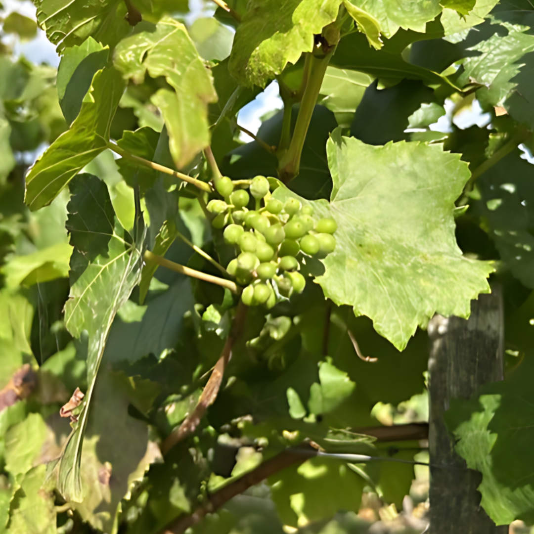 A picture of grapes on the vine