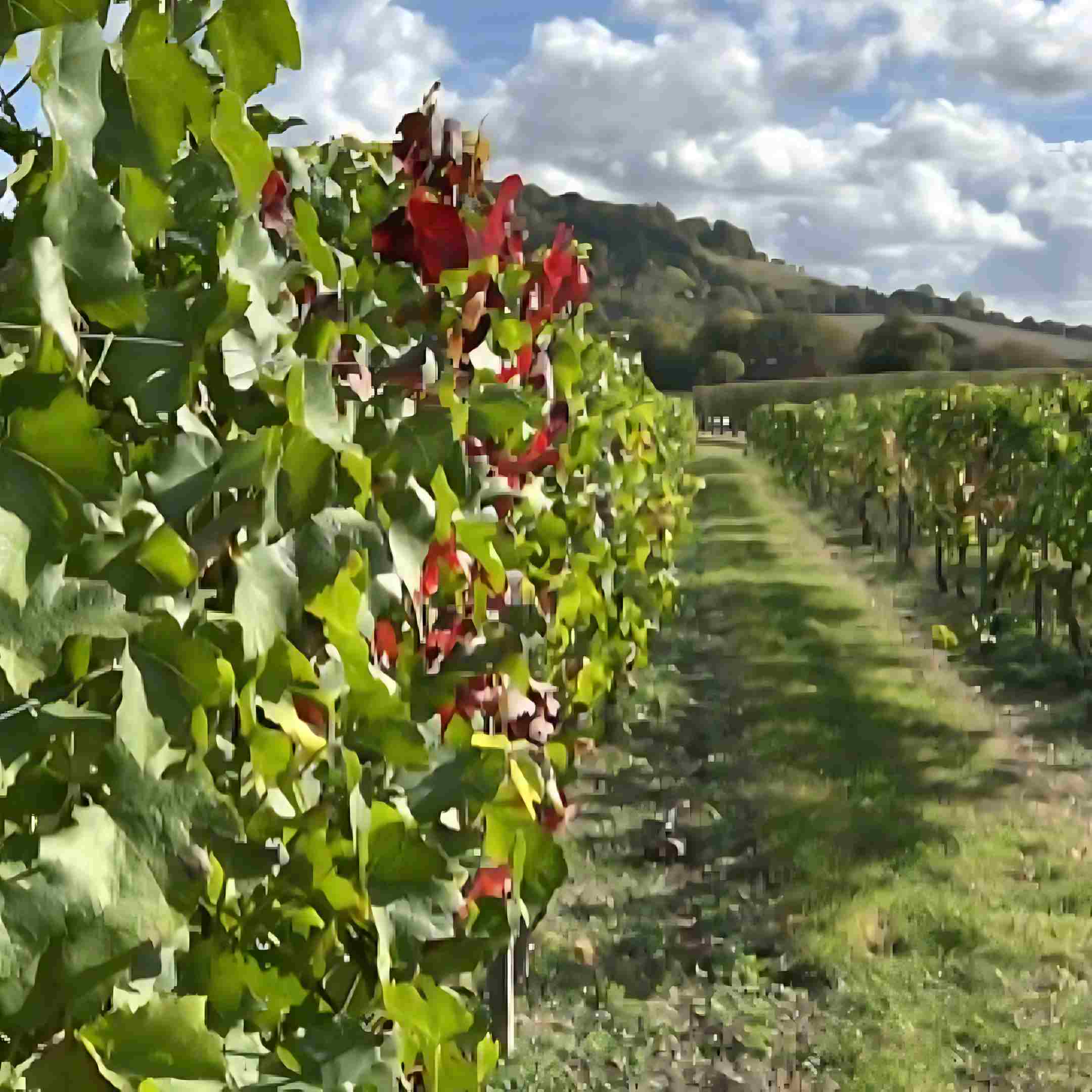 A picture of the wine estate vines