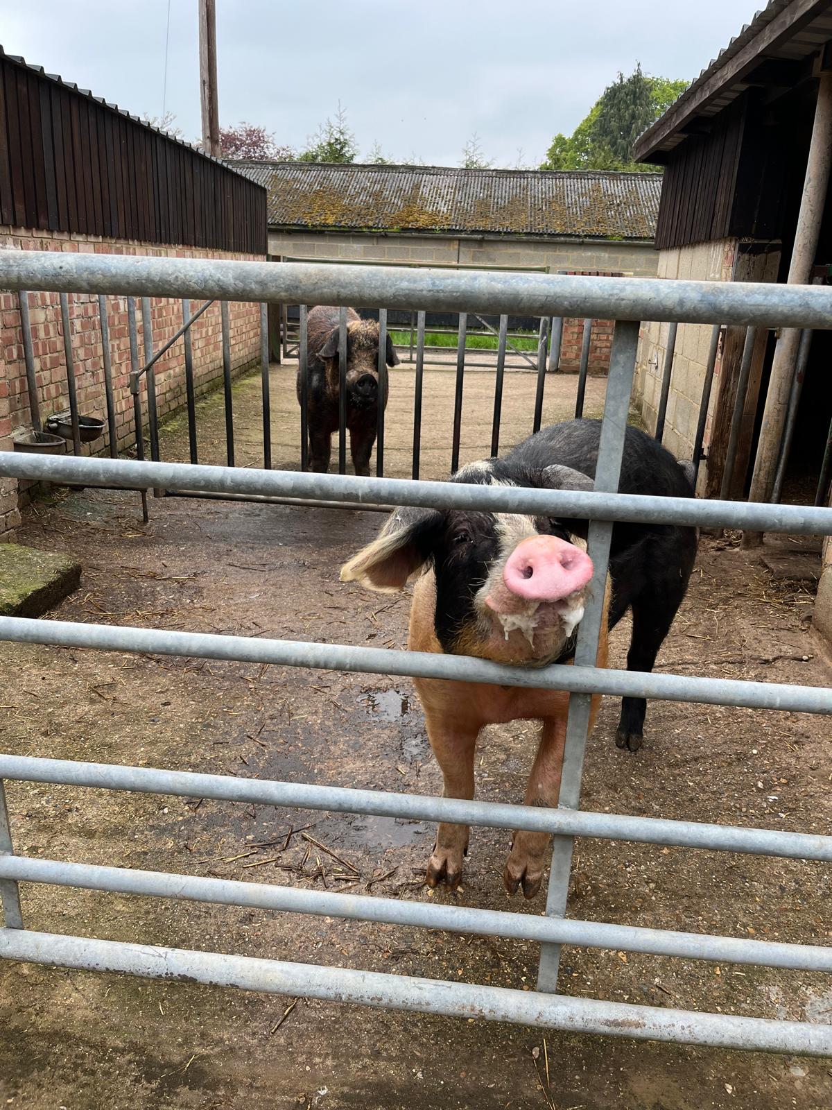 Two pigs loooking at the camera.