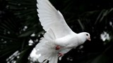 A dove flying.