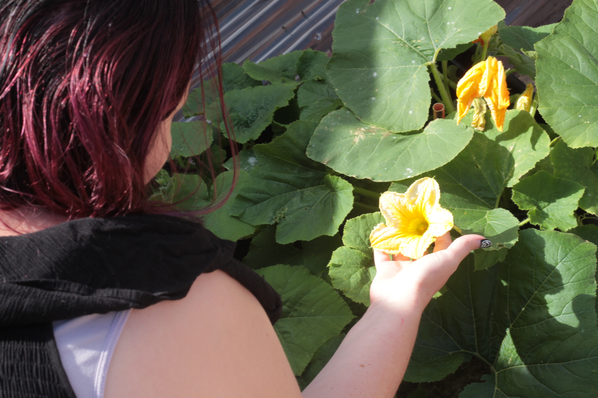 Clare showing us the pumpkin she's growing.
