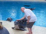 An older man petting a dolphin at a sealife centre on the side of a pool.