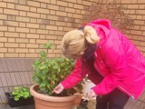 A woman in a pink coat leaning over a plant pot