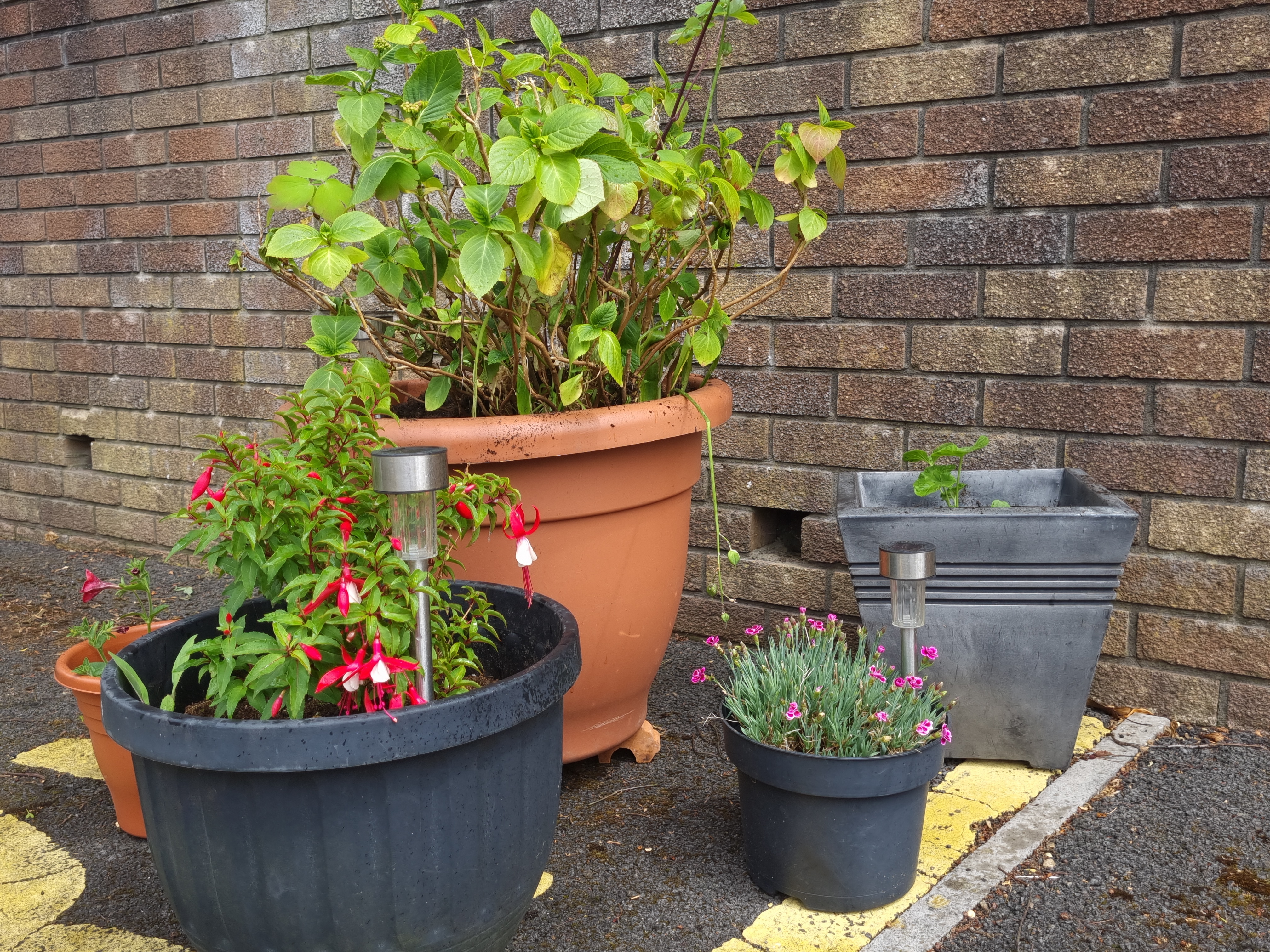 Some beautiful plants dontated to Cardiff garden by Tesco.